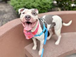 Shelter Stray Female Dog last seen N 9th Street, BROOKLYN, NY, 11249, 326 E 110th St, New York, NY 10029, USA