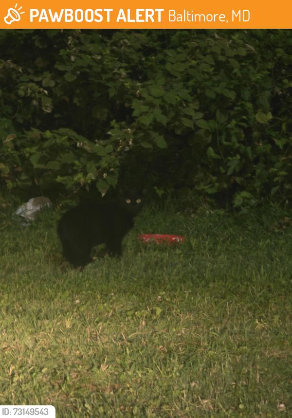 Found/Stray Unknown Cat last seen Back of popeyes near checkers, Baltimore, MD 21206