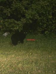 Found/Stray Unknown Cat last seen Back of popeyes near checkers, Baltimore, MD 21206