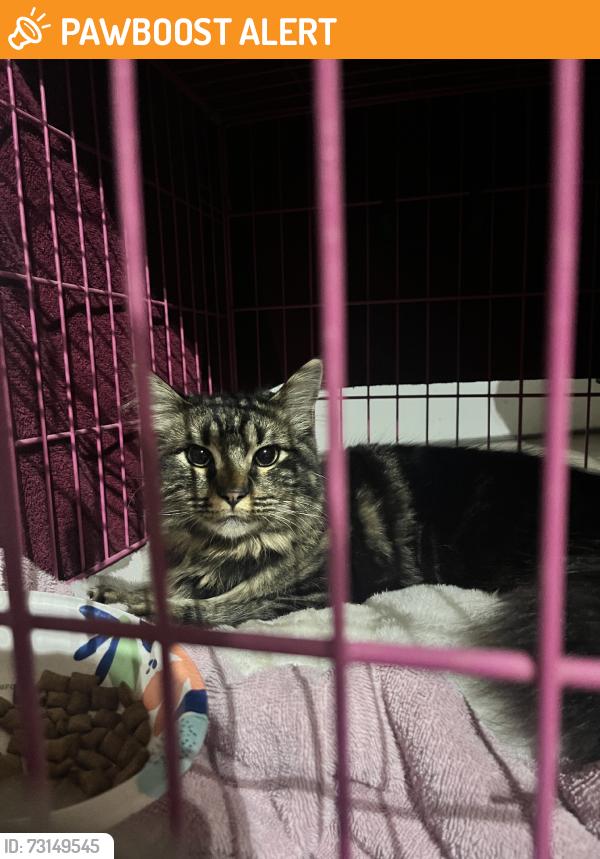 Found/Stray Unknown Cat last seen S Carefree/Rio Vista, Colorado Springs, CO 80917