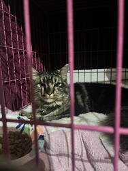 Found/Stray Unknown Cat last seen S Carefree/Rio Vista, Colorado Springs, CO 80917