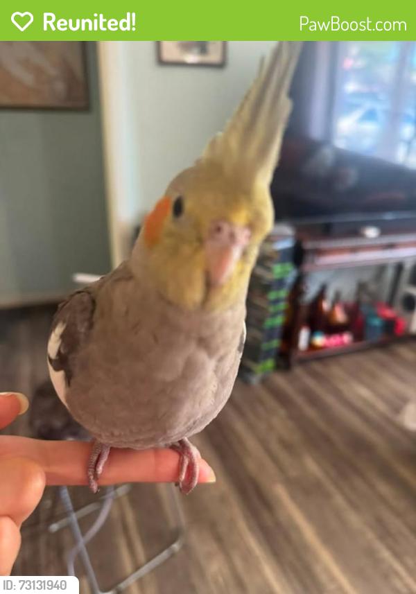 Reunited Male Bird last seen Meadow Homes Park, Leland Way, Lexington Rd, Taynor Rd, Concord, CA 94520