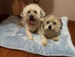 Reunited Female Dog last seen Nadeau st, Los Angeles, CA 90044