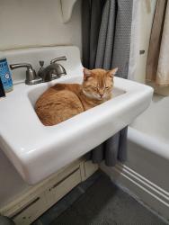 Reunited Female Cat last seen SW Hanford & 37th SW, Seattle, WA 98126