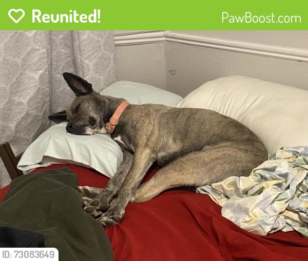 Reunited Female Dog last seen Kentucky ave and rybolt, Indianapolis, IN 46221