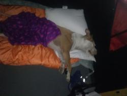 Reunited Female Dog last seen Lafayette by public storage, San Jose, CA 95122