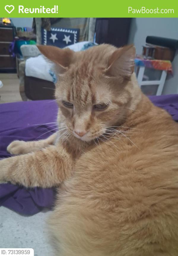 Reunited Male Cat last seen Near 25th ave, Omaha, NE 68111