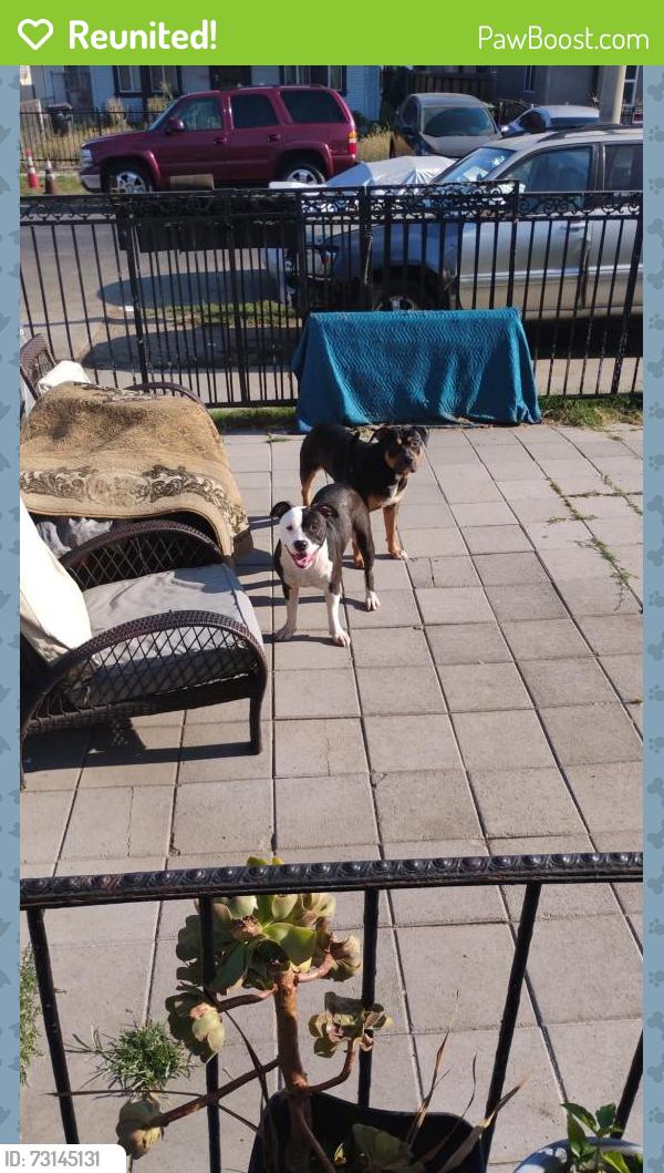 Reunited Male Dog last seen Pacific Coast Highway, Lomita, CA 90717