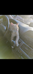 Lost Male Cat last seen Parke wilow, Nassau County, FL 32034