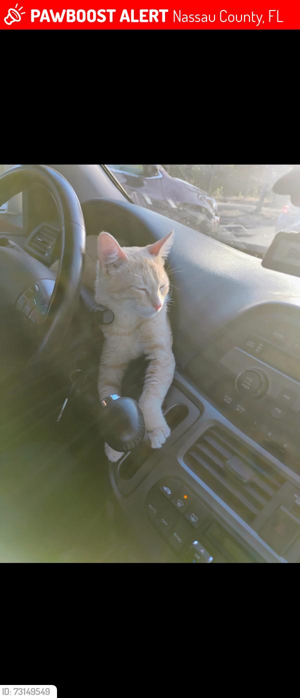 Lost Male Cat last seen Parke wilow, Nassau County, FL 32034