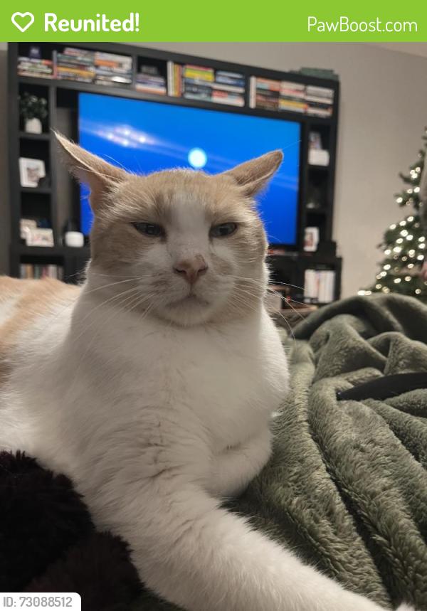 Reunited Male Cat last seen Near Kalamata Way, Rancho Cordova, CA 95742, USA, Rancho Cordova, CA 95742