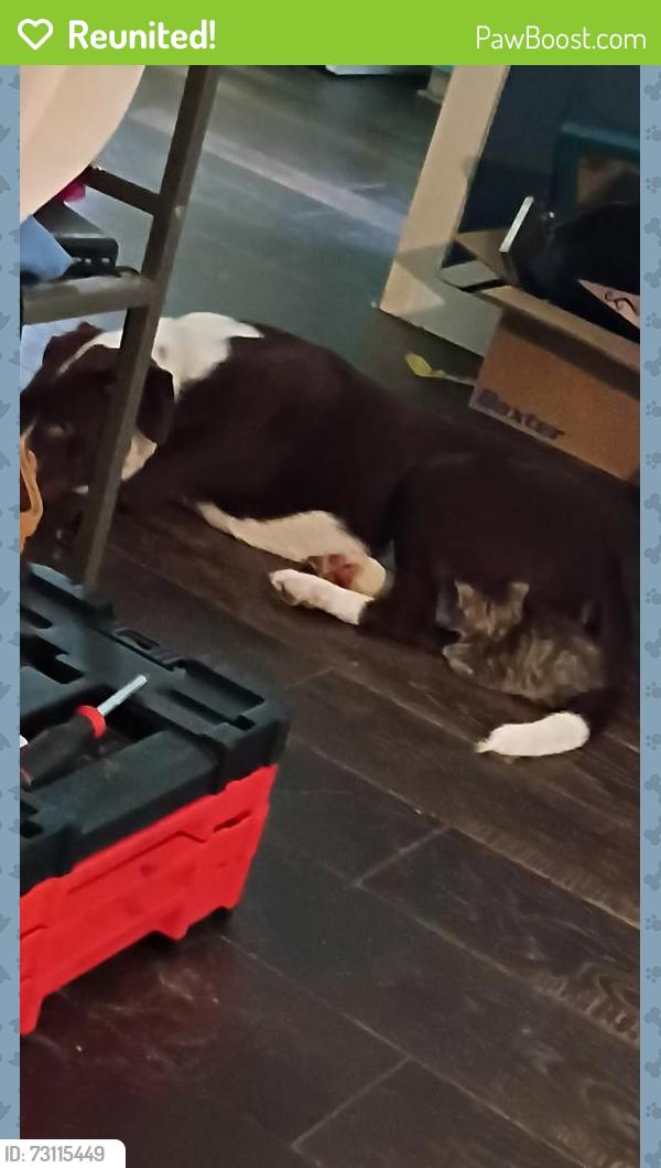 Reunited Male Dog last seen Westridge Dr., Trafford, AL 35172