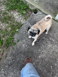 Reunited Female Dog last seen Near Inwood Dr, Baytown, TX 77521, USA, Baytown, TX 77521