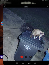 Found/Stray Unknown Cat last seen Van diver, San Antonio, TX 78209