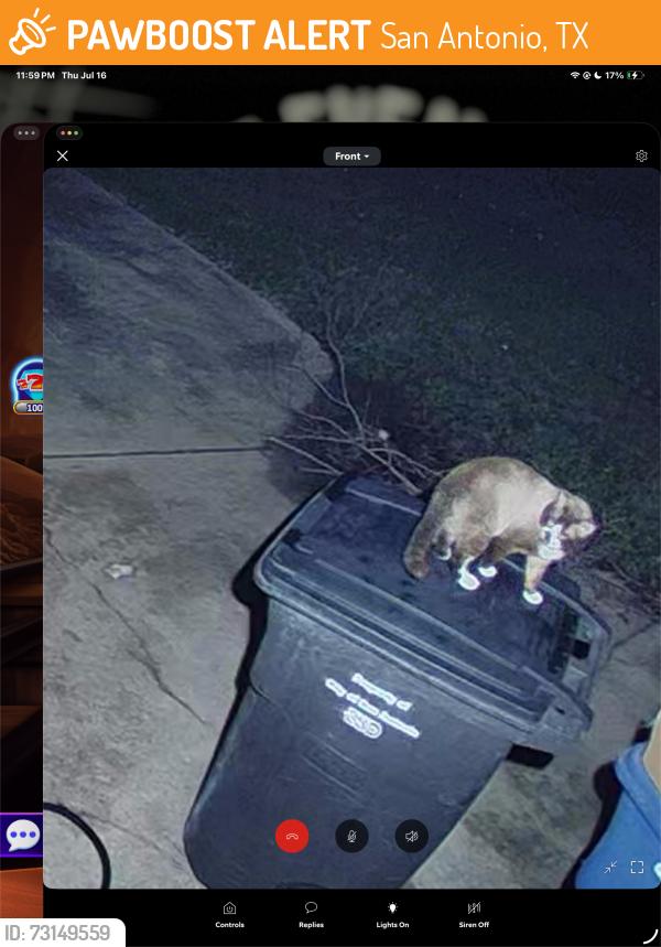 Found/Stray Unknown Cat last seen Van diver, San Antonio, TX 78209