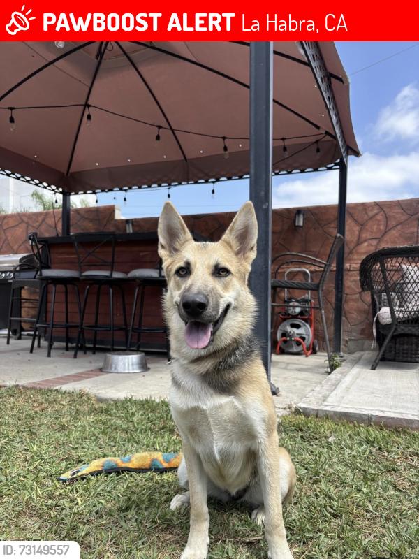 Lost Female Dog last seen La Habra area, La Habra, CA 90631