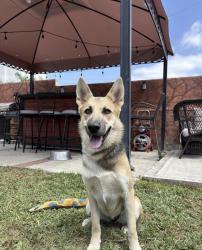Lost Female Dog last seen La Habra area, La Habra, CA 90631