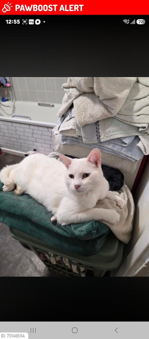 Lost Male Cat last seen Hanover road or asda, Greater London, England TW13 4DR