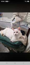 Lost Male Cat last seen Hanover road or asda, Greater London, England TW13 4DR