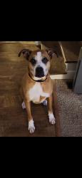 Reunited Male Dog last seen Near Chapel St, Glendale, SC 29346, USA, Glendale, SC 29346