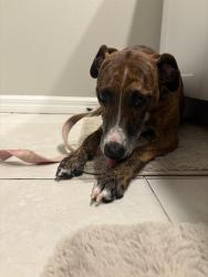 Reunited Female Dog last seen Darlington and Sunray, Holiday, FL 34691