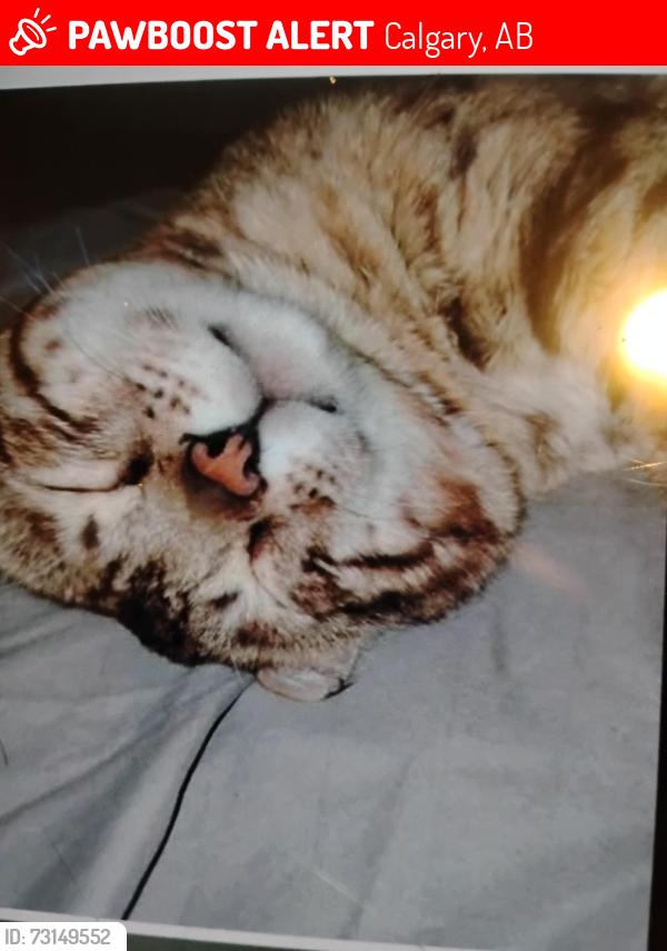 Lost Male Cat last seen Mayheim heights, Calgary, AB 