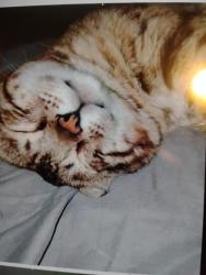 Lost Male Cat last seen Mayheim heights, Calgary, AB 