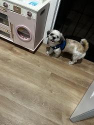 Found/Stray Male Dog last seen Pinehurst ave South Gate by the park, South Gate, CA 90280