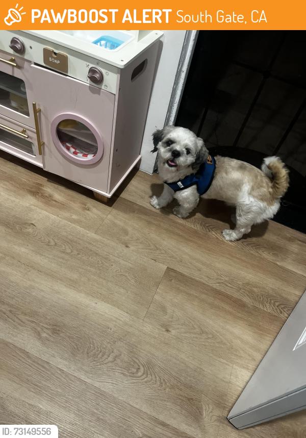 Found/Stray Male Dog last seen Pinehurst ave South Gate by the park, South Gate, CA 90280