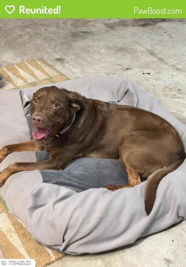 Reunited Female Dog last seen Research Forest and Crownridge Dr., Spring, TX 77382