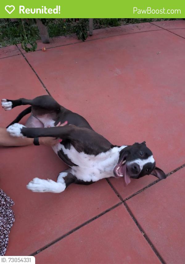 Reunited Male Dog last seen Franklin/Laguna, Elk Grove, CA 95758