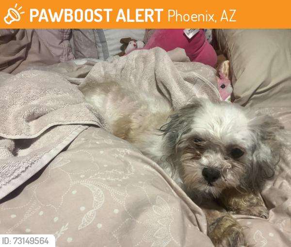 Found/Stray Female Dog last seen 35th avenue and northern, Phoenix, AZ 85051