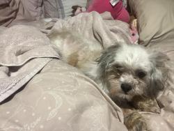 Found/Stray Female Dog last seen 35th avenue and northern, Phoenix, AZ 85051