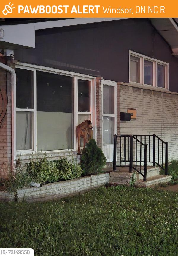 Found/Stray Unknown Dog last seen Wyandotte Street west and Mill street, Windsor, ON N9C 2R9