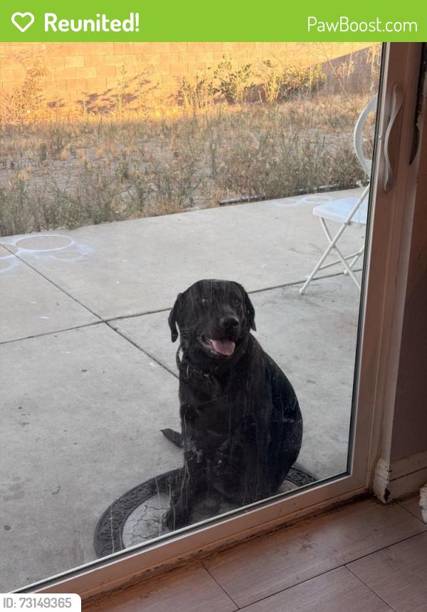 Reunited Male Dog last seen Curtis ave, Fontana, CA 92336