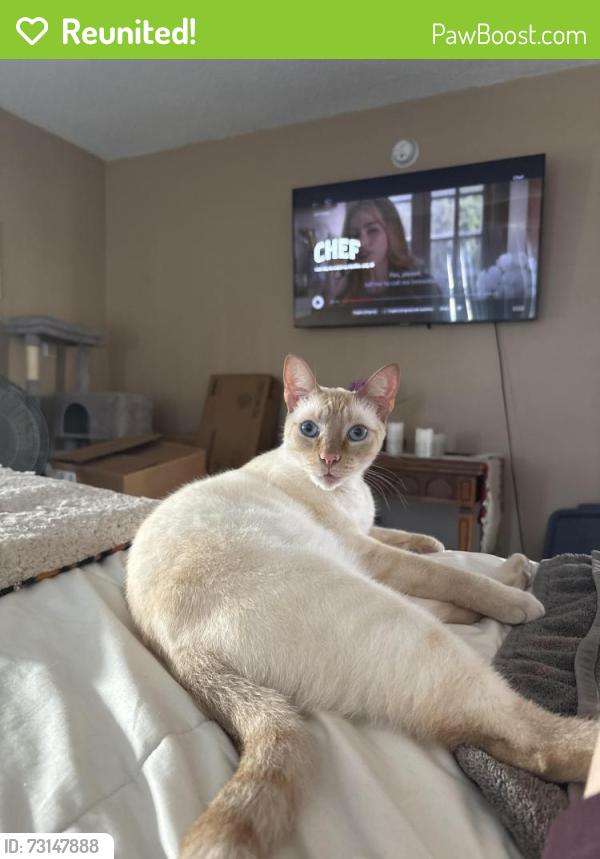 Reunited Male Cat last seen Lafayette Park, Los Angeles, CA 90057