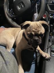 Reunited Female Dog last seen Darlington and Sunray, Holiday, FL 34691