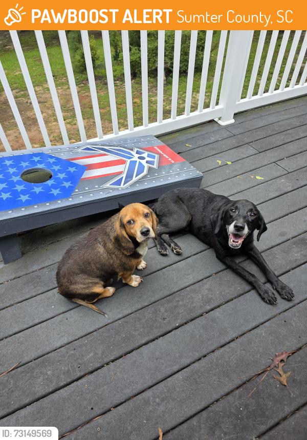 Found/Stray Male Dog last seen Fish Road, Sumter County, SC 29154