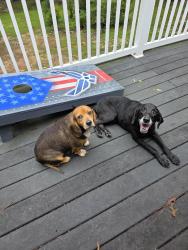 Found/Stray Male Dog last seen Fish Road, Sumter County, SC 29154