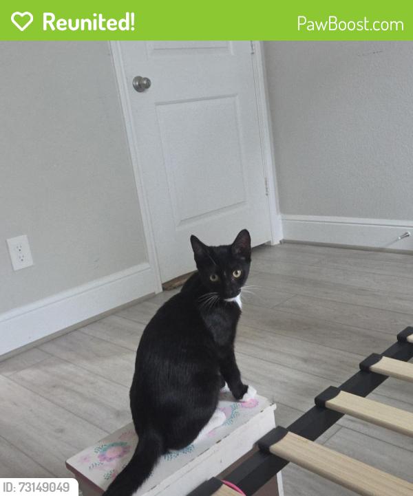 Reunited Male Cat last seen Falcon Ranch Neighborhood, Katy, TX 77494