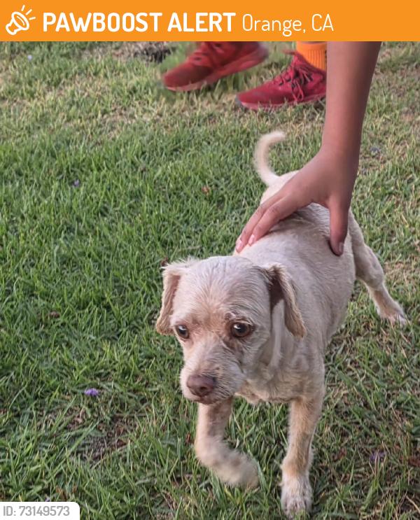 Found/Stray Unknown Dog last seen Canal and Meats, Orange, CA 92865