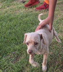 Found/Stray Unknown Dog last seen Canal and Meats, Orange, CA 92865