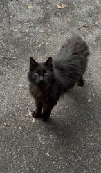 Lost Male Cat last seen Noonday Park is basically my backyard, Kennesaw, GA 30144