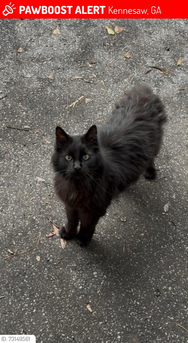 Lost Male Cat last seen Noonday Park is basically my backyard, Kennesaw, GA 30144