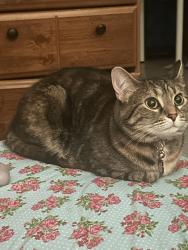 Reunited Female Cat last seen Near st, Surrey, BC V4N 1H6