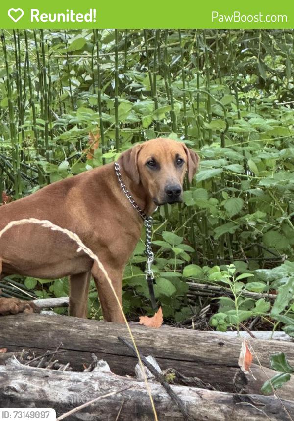 Reunited Unknown Dog last seen Pedestrian bridge over river trail west of river, Kent, WA 98032
