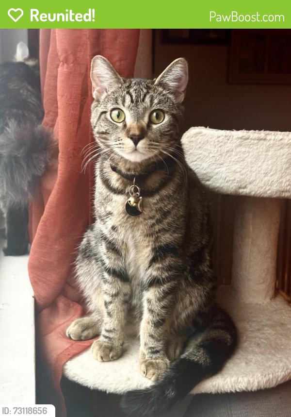 Reunited Male Cat last seen Mackay ln and Huntington Ln, Redondo Beach, CA 90278