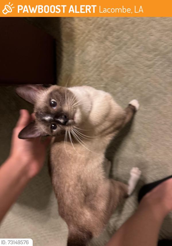 Found/Stray Female Cat last seen Highway 190, Lacombe, LA 70445