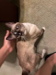 Found/Stray Female Cat last seen Highway 190, Lacombe, LA 70445