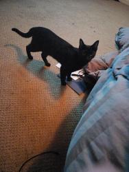 Reunited Female Cat last seen Goodwin, Vista, CA 92084